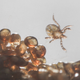 Illustration for article titled Bloodthirsty Ticks Have a Seriously Weird Genome